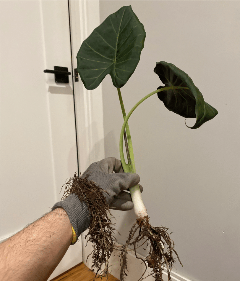 Alocasia regal shield rhizome held by golved hands